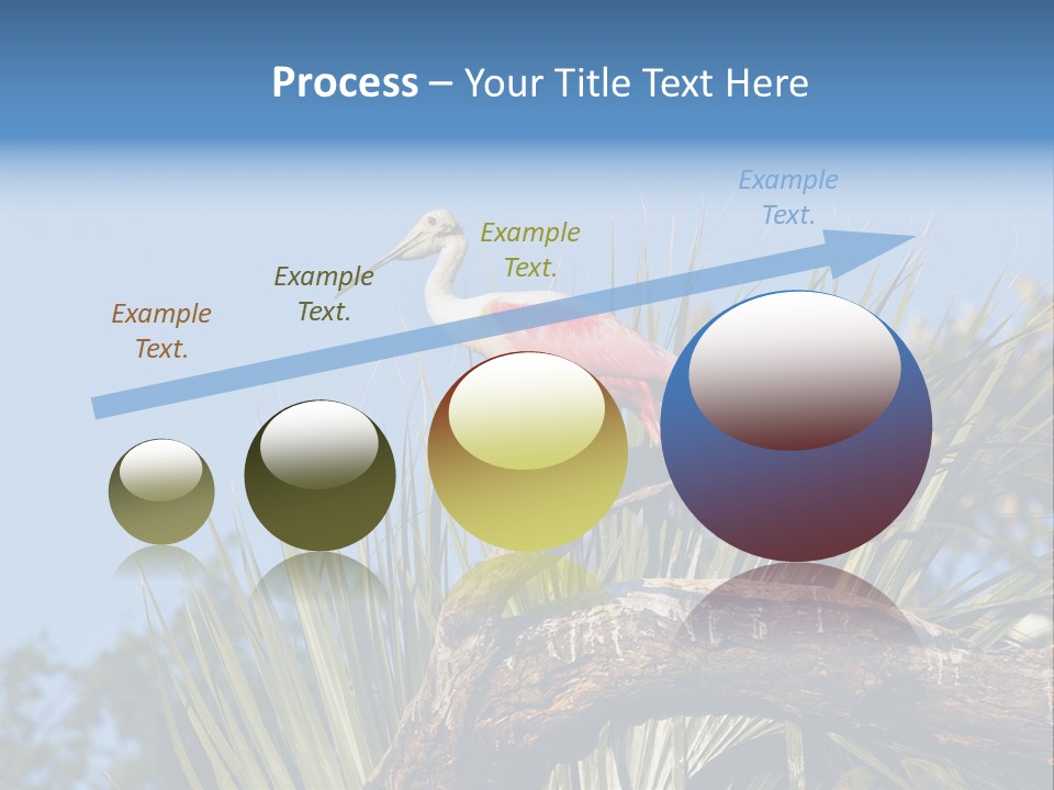 Platalea Ajaja Animal Rare PowerPoint Template