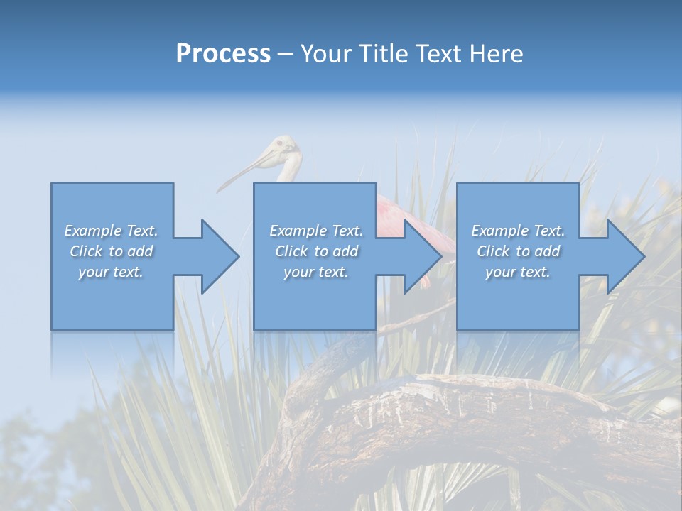 Platalea Ajaja Animal Rare PowerPoint Template