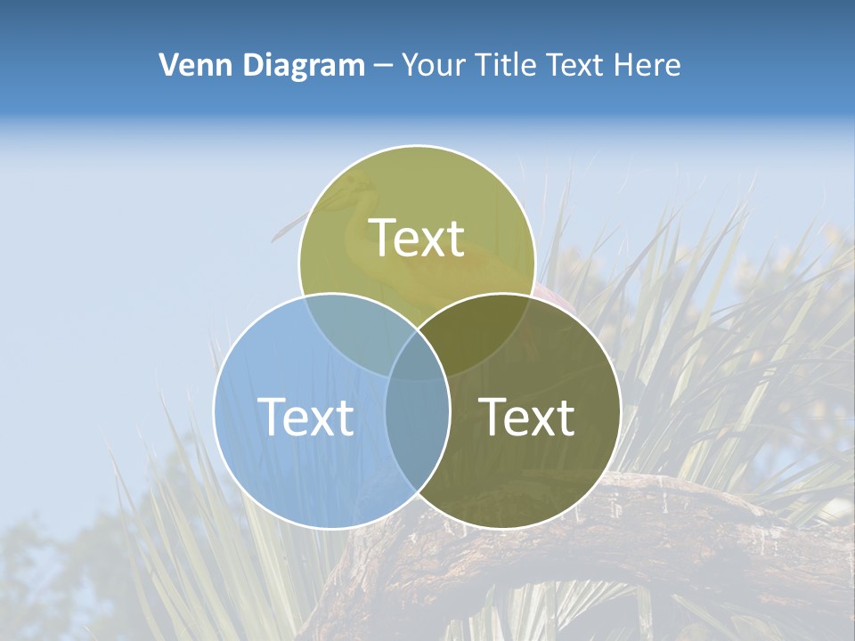 Platalea Ajaja Animal Rare PowerPoint Template