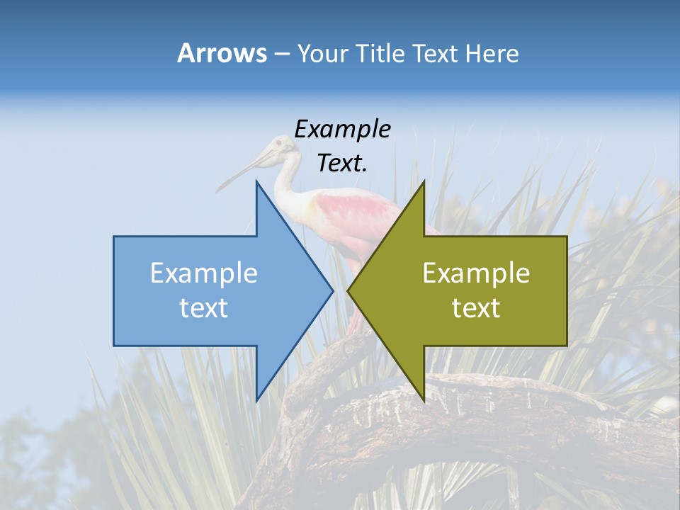 Platalea Ajaja Animal Rare PowerPoint Template