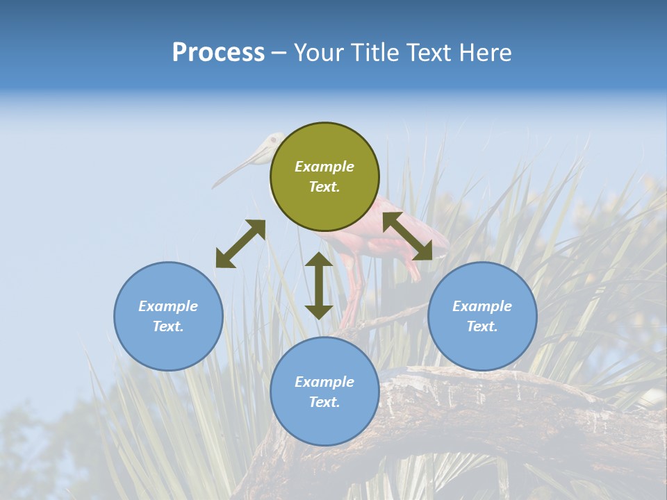 Platalea Ajaja Animal Rare PowerPoint Template