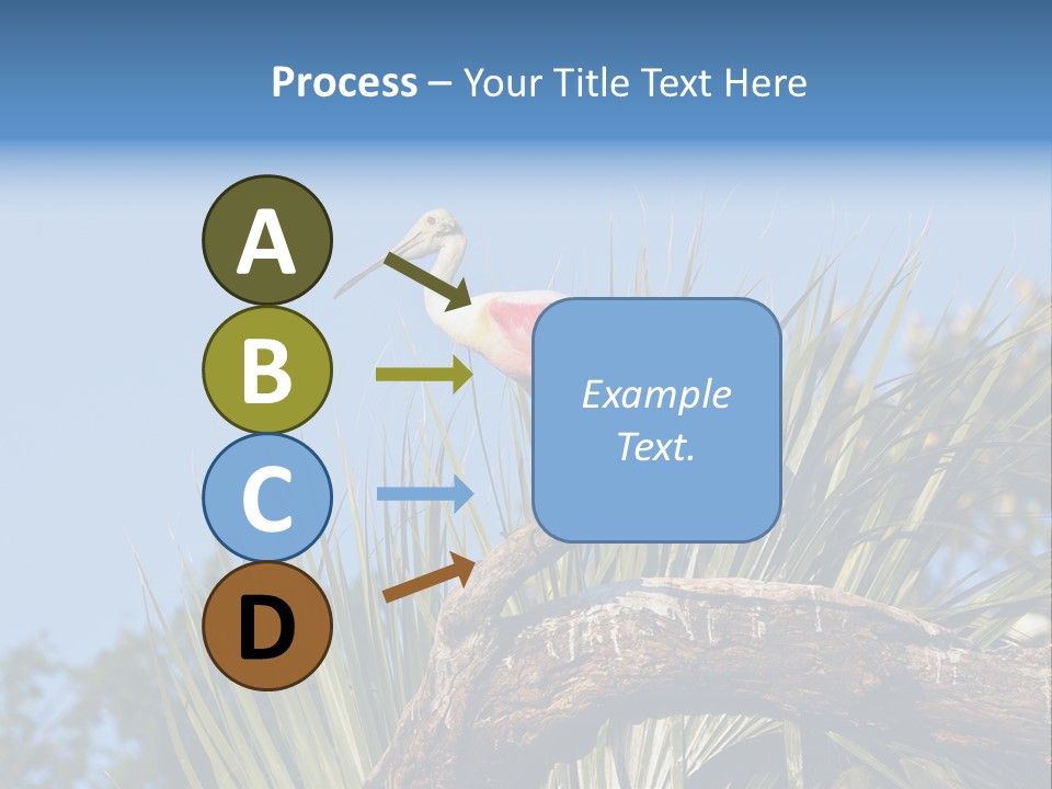 Platalea Ajaja Animal Rare PowerPoint Template