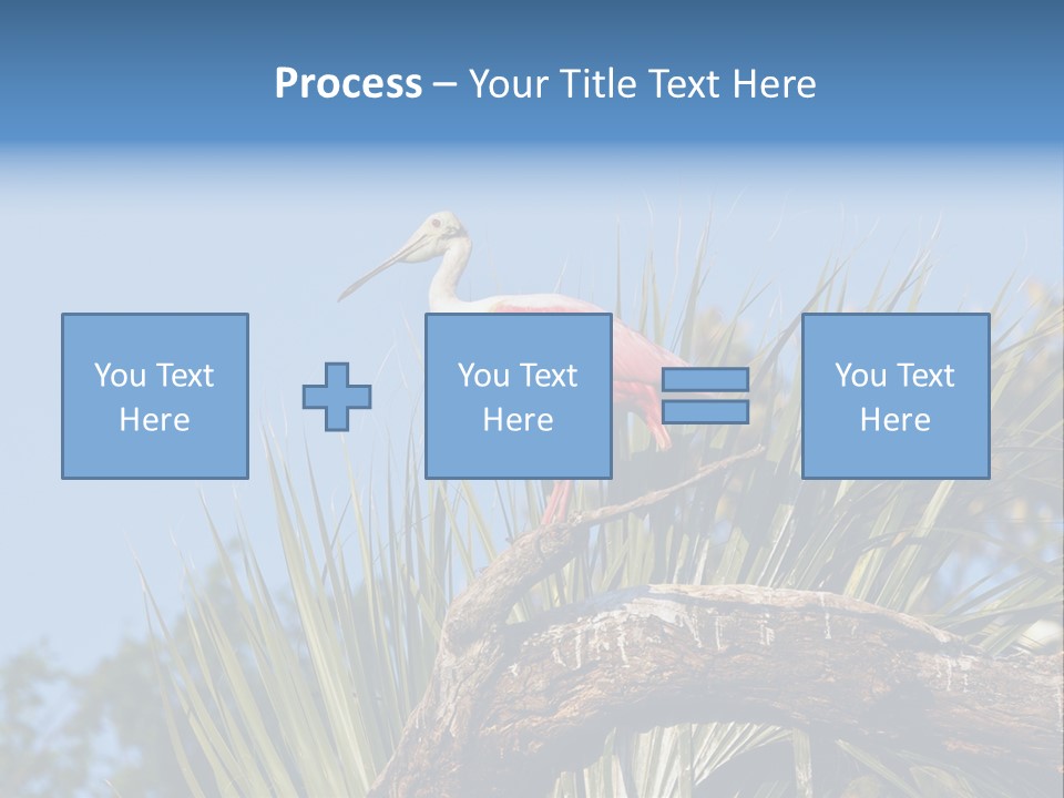 Platalea Ajaja Animal Rare PowerPoint Template