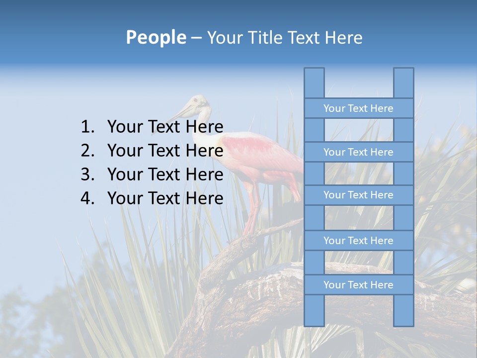 Platalea Ajaja Animal Rare PowerPoint Template