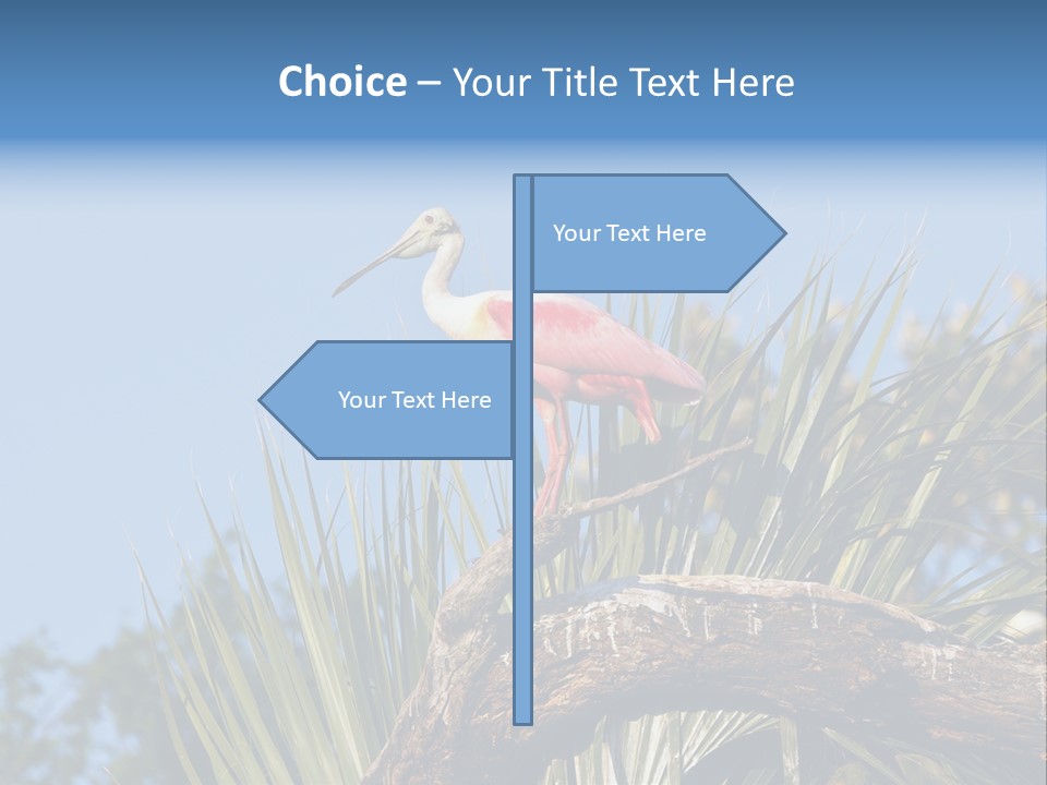 Platalea Ajaja Animal Rare PowerPoint Template
