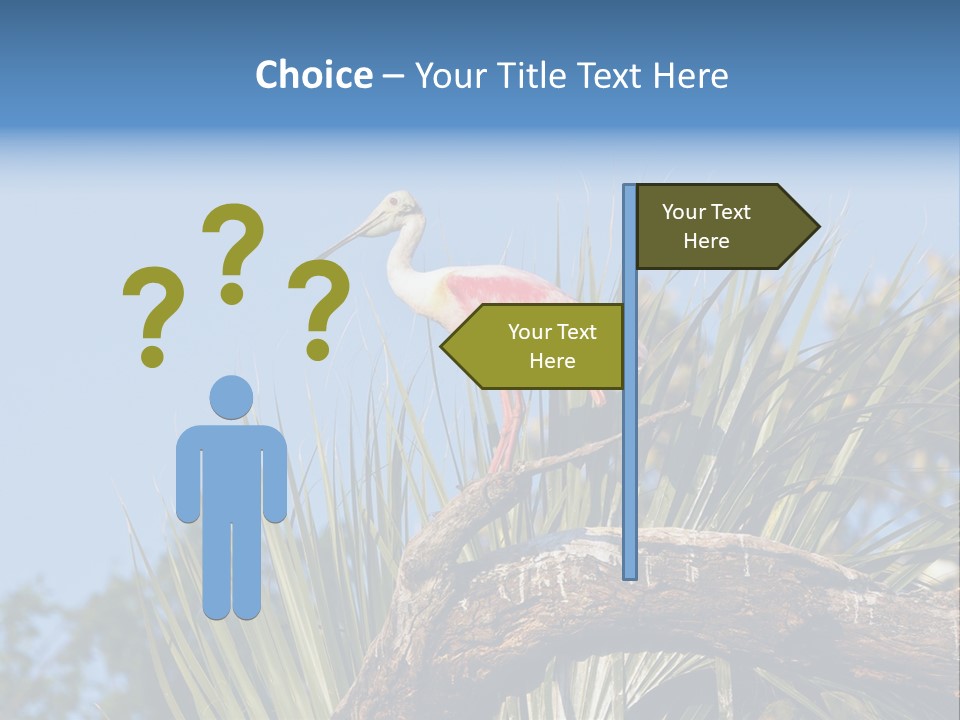 Platalea Ajaja Animal Rare PowerPoint Template