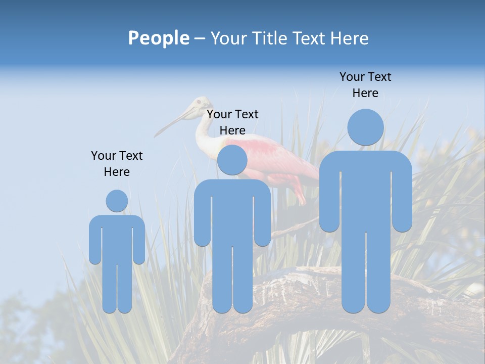 Platalea Ajaja Animal Rare PowerPoint Template