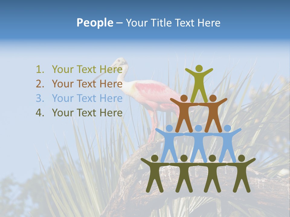Platalea Ajaja Animal Rare PowerPoint Template
