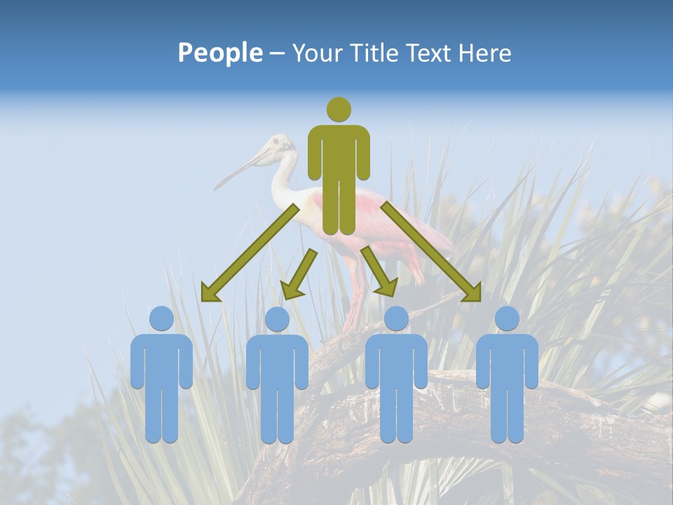 Platalea Ajaja Animal Rare PowerPoint Template