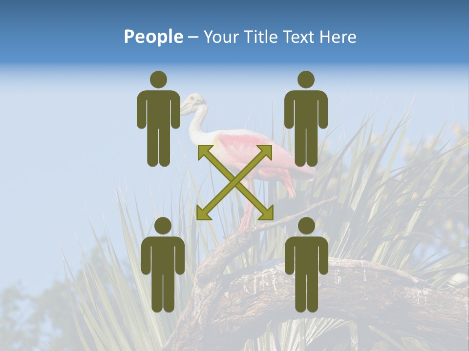Platalea Ajaja Animal Rare PowerPoint Template