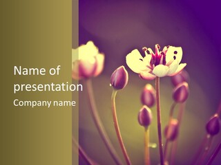 Pattern Design Nature PowerPoint Template