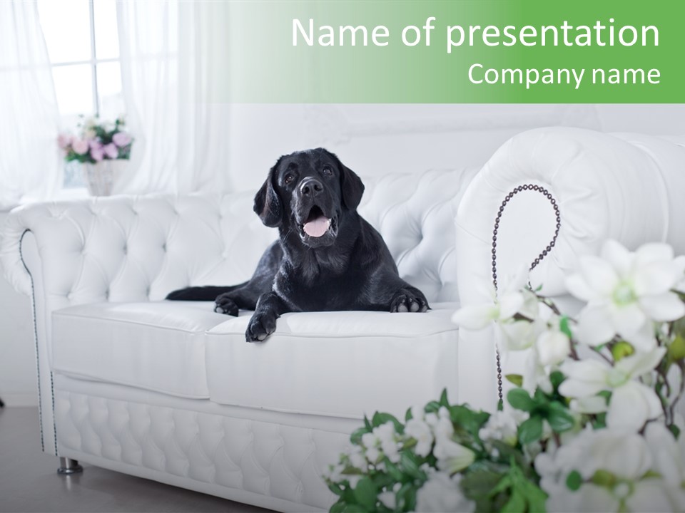 A Black Dog Is Sitting On A White Couch PowerPoint Template