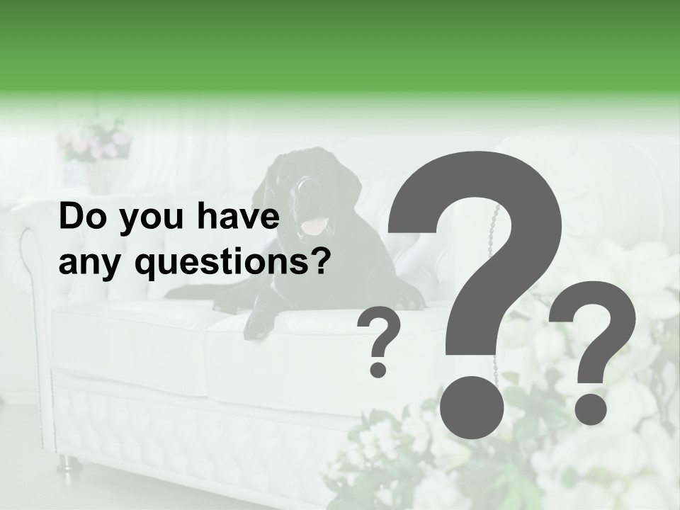 A Black Dog Is Sitting On A White Couch PowerPoint Template