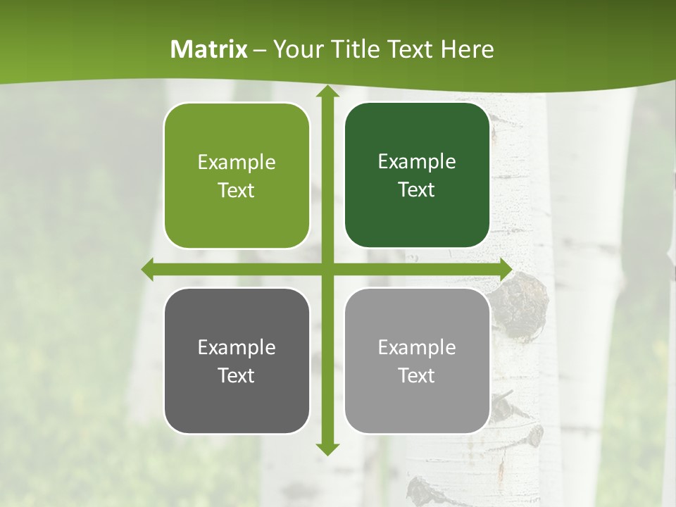 A Group Of White Birch Trees With Green Grass In The Background PowerPoint Template