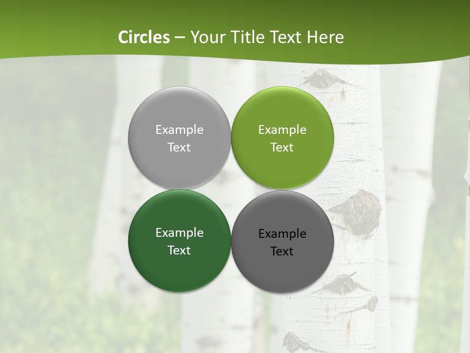 A Group Of White Birch Trees With Green Grass In The Background PowerPoint Template