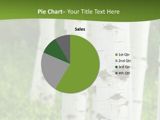 A Group Of White Birch Trees With Green Grass In The Background PowerPoint Template