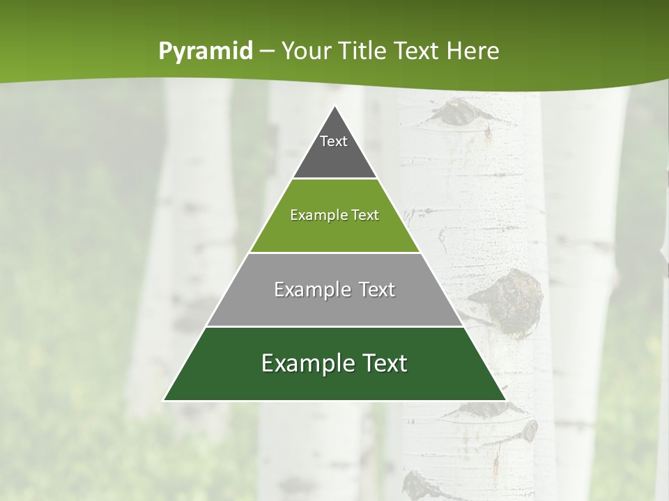 A Group Of White Birch Trees With Green Grass In The Background PowerPoint Template