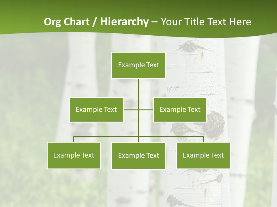 A Group Of White Birch Trees With Green Grass In The Background PowerPoint Template