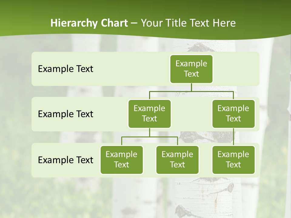A Group Of White Birch Trees With Green Grass In The Background PowerPoint Template