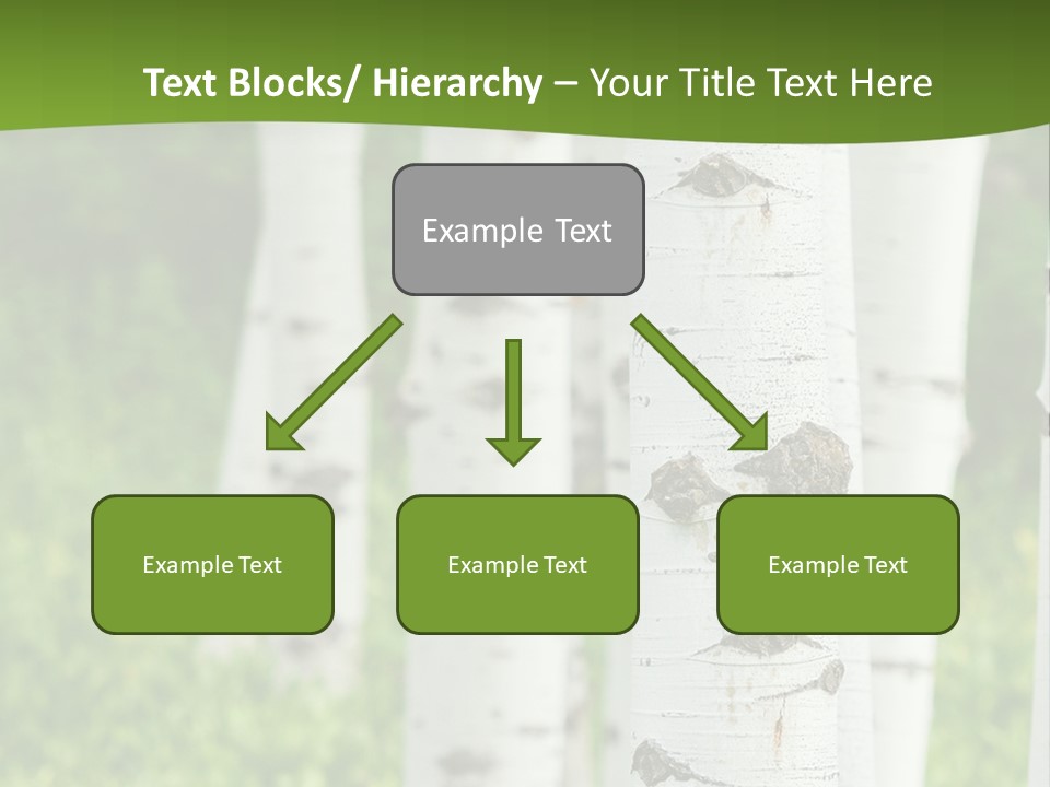 A Group Of White Birch Trees With Green Grass In The Background PowerPoint Template