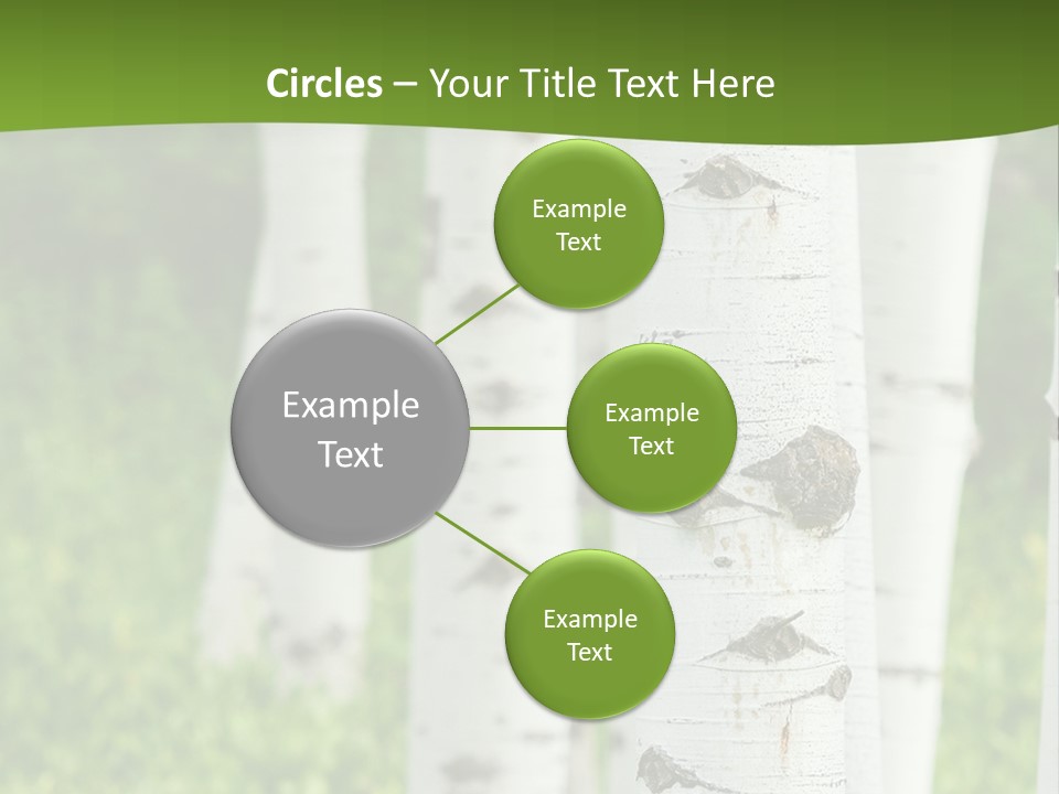 A Group Of White Birch Trees With Green Grass In The Background PowerPoint Template