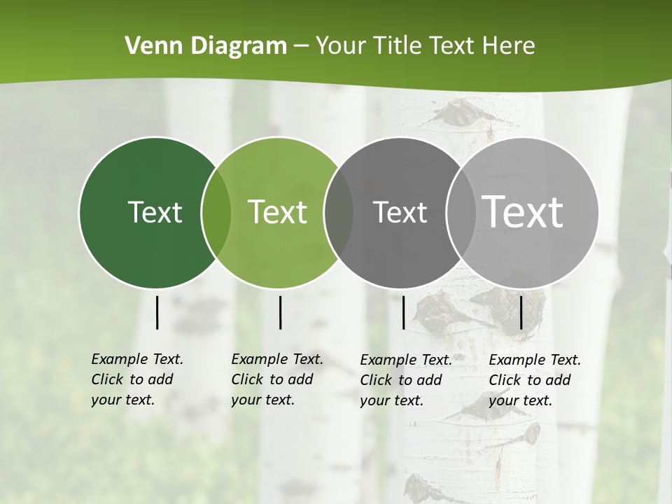 A Group Of White Birch Trees With Green Grass In The Background PowerPoint Template