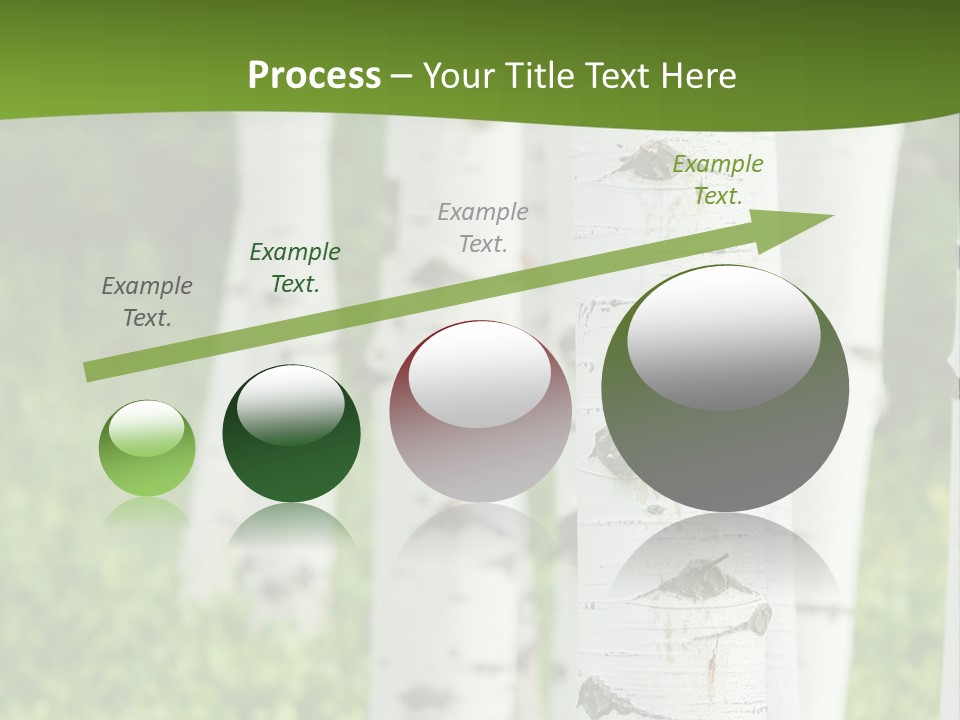 A Group Of White Birch Trees With Green Grass In The Background PowerPoint Template