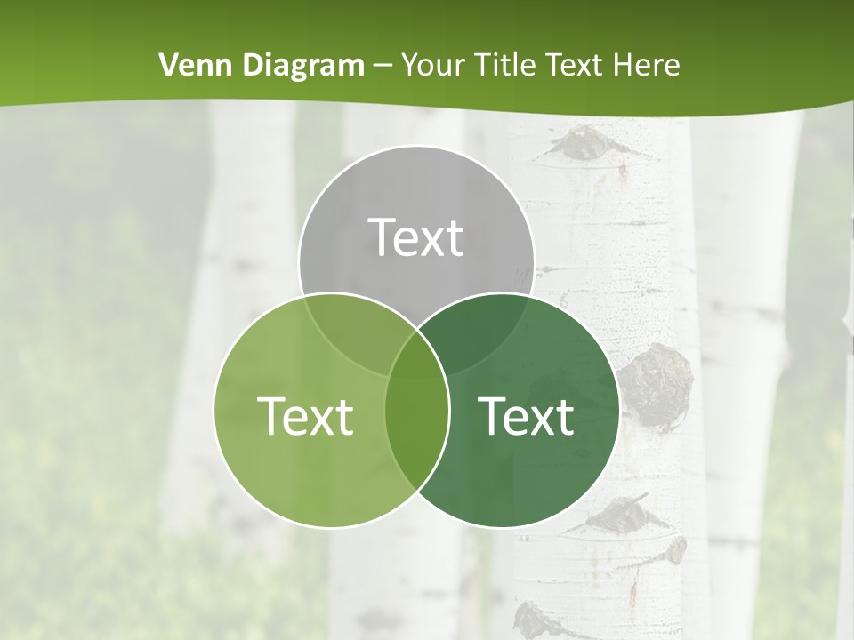 A Group Of White Birch Trees With Green Grass In The Background PowerPoint Template