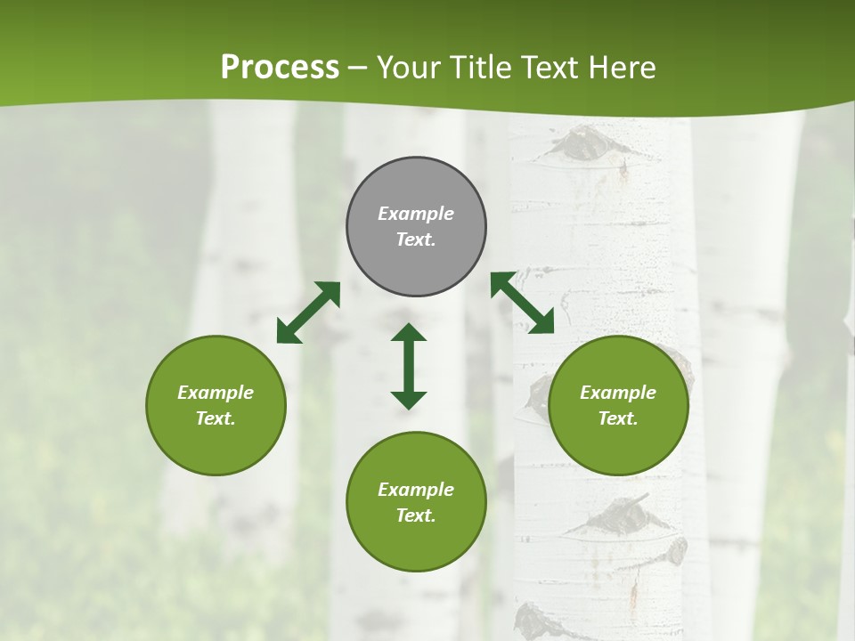 A Group Of White Birch Trees With Green Grass In The Background PowerPoint Template