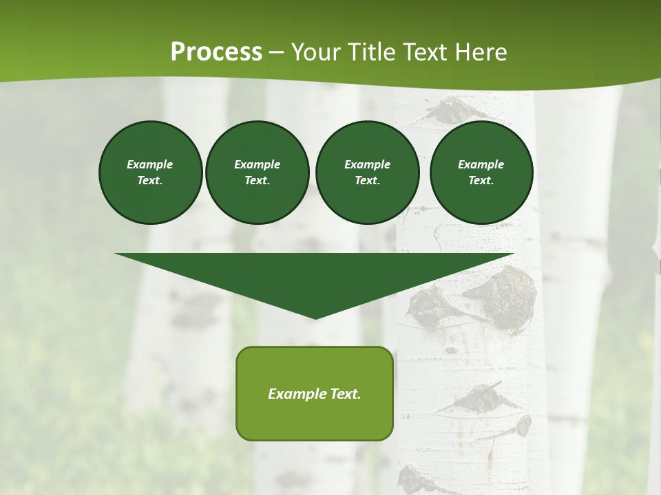 A Group Of White Birch Trees With Green Grass In The Background PowerPoint Template