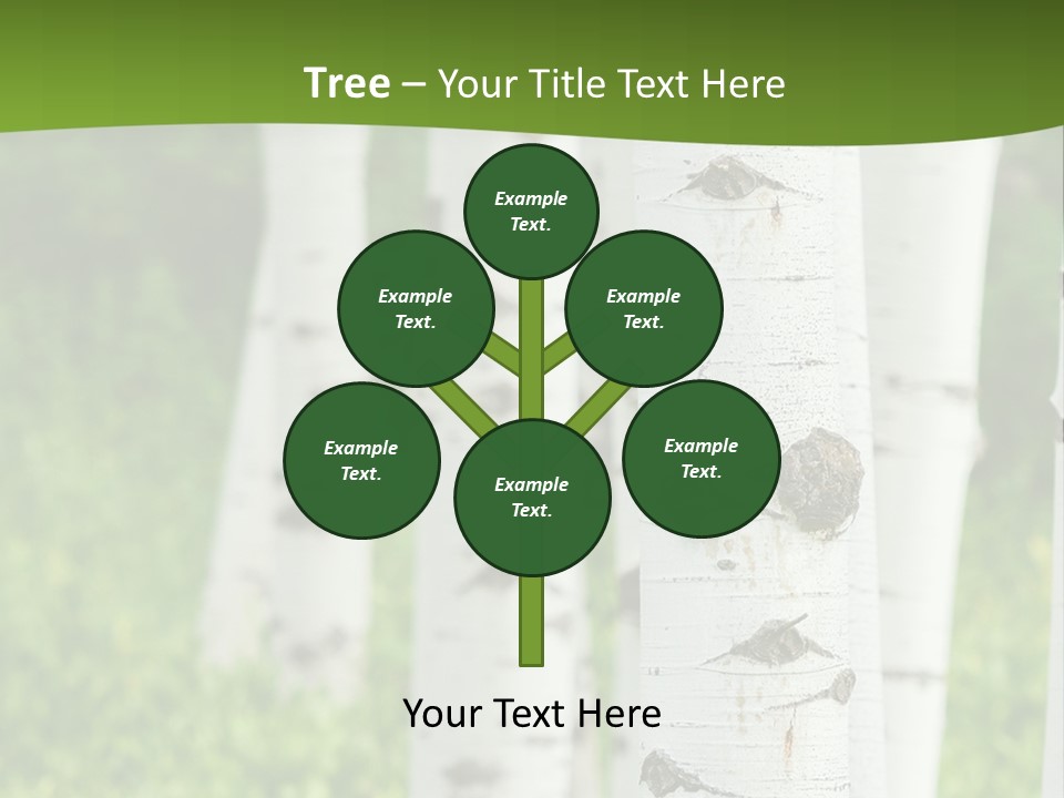 A Group Of White Birch Trees With Green Grass In The Background PowerPoint Template