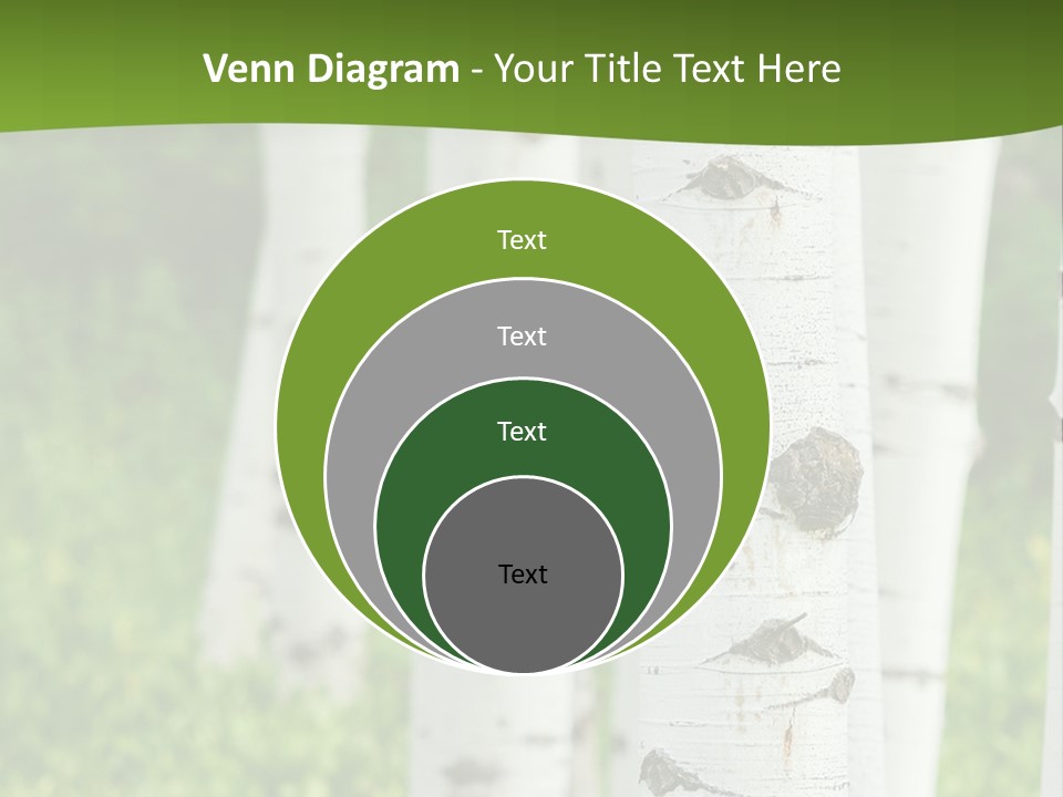 A Group Of White Birch Trees With Green Grass In The Background PowerPoint Template