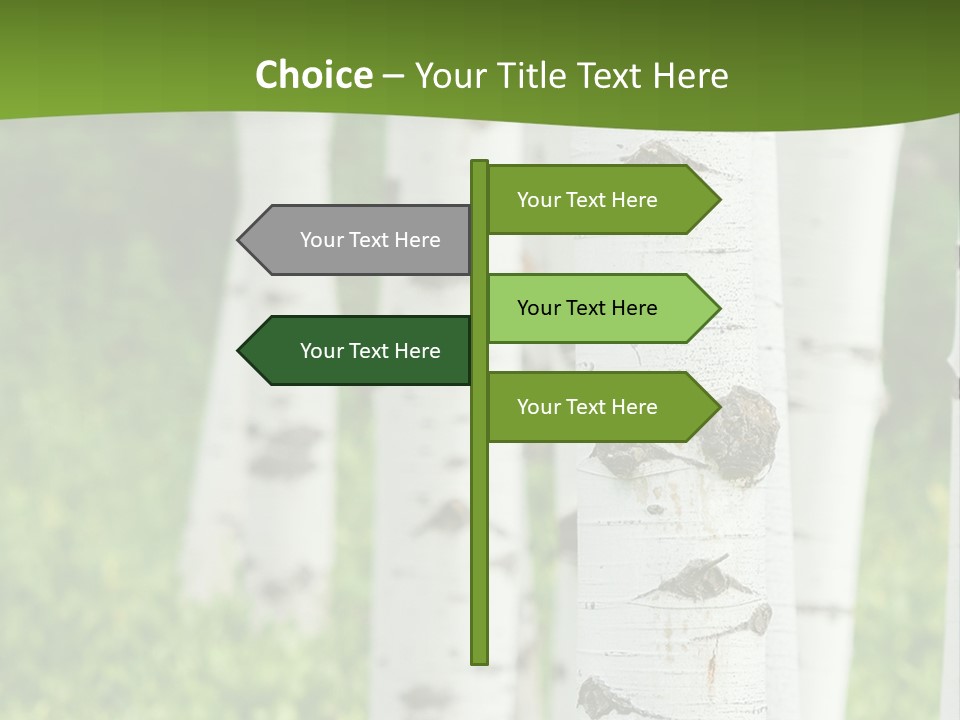 A Group Of White Birch Trees With Green Grass In The Background PowerPoint Template