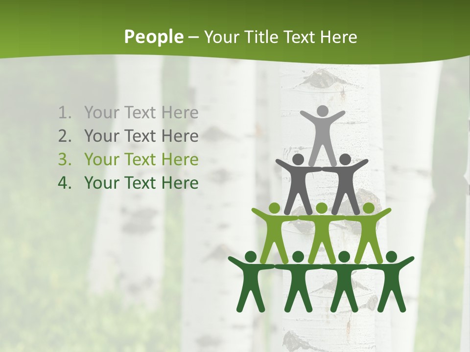 A Group Of White Birch Trees With Green Grass In The Background PowerPoint Template