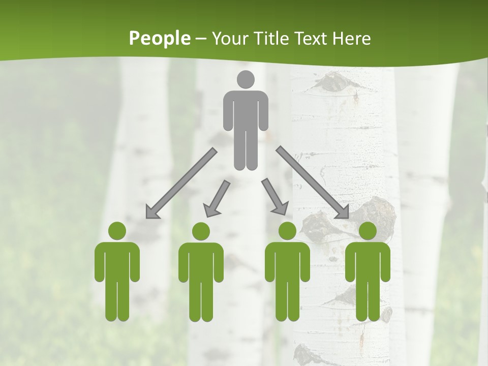 A Group Of White Birch Trees With Green Grass In The Background PowerPoint Template