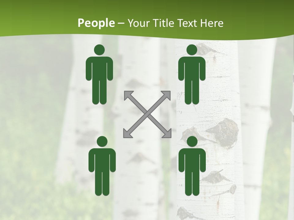 A Group Of White Birch Trees With Green Grass In The Background PowerPoint Template