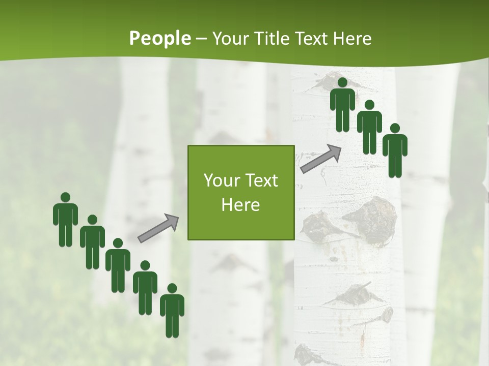 A Group Of White Birch Trees With Green Grass In The Background PowerPoint Template