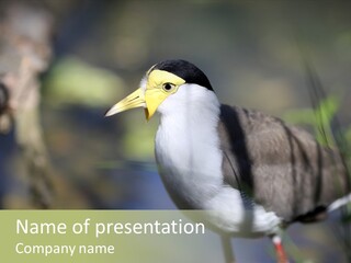 Masked Plover Plover Walking PowerPoint Template