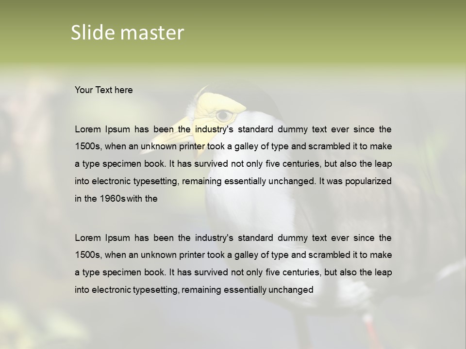 Masked Plover Plover Walking PowerPoint Template