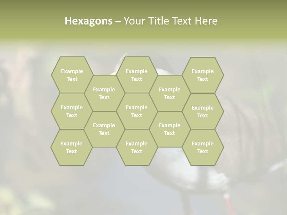 Masked Plover Plover Walking PowerPoint Template