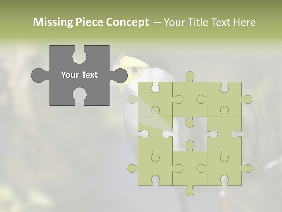 Masked Plover Plover Walking PowerPoint Template