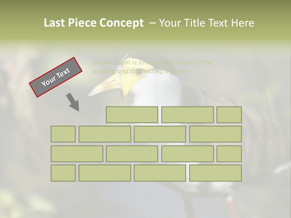 Masked Plover Plover Walking PowerPoint Template