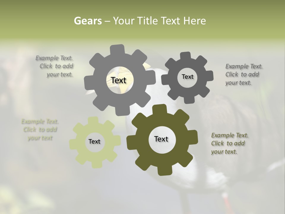 Masked Plover Plover Walking PowerPoint Template