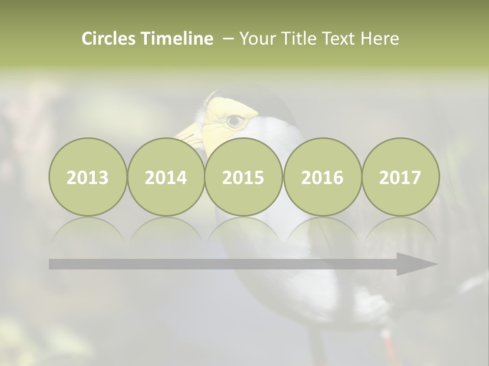 Masked Plover Plover Walking PowerPoint Template