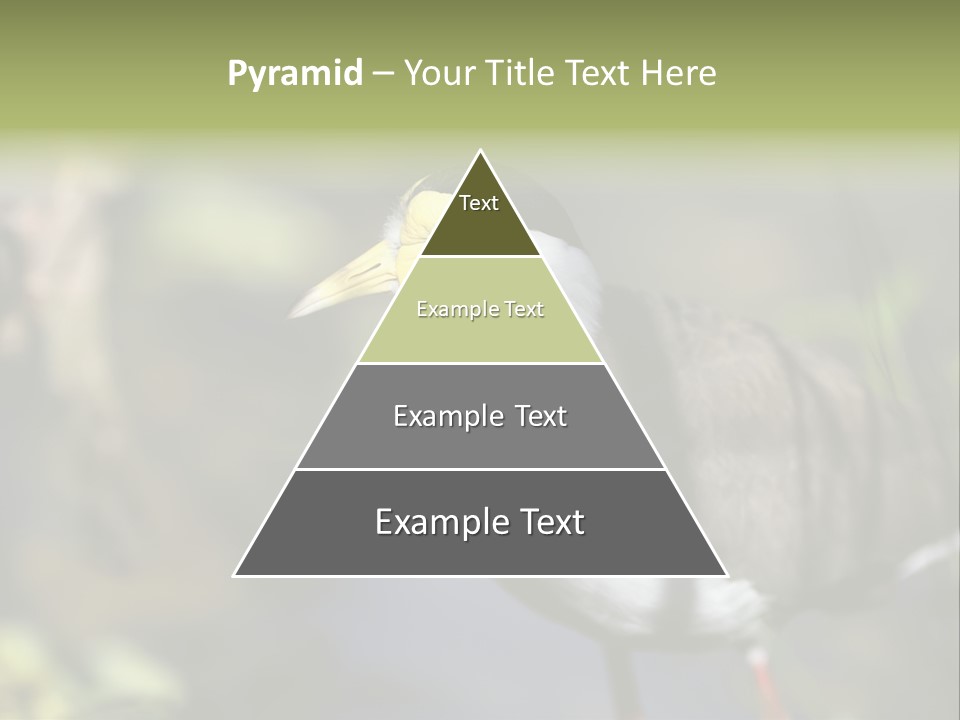 Masked Plover Plover Walking PowerPoint Template