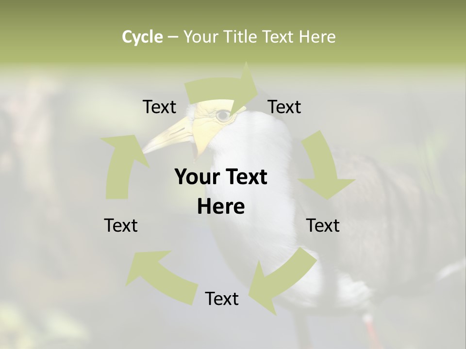 Masked Plover Plover Walking PowerPoint Template