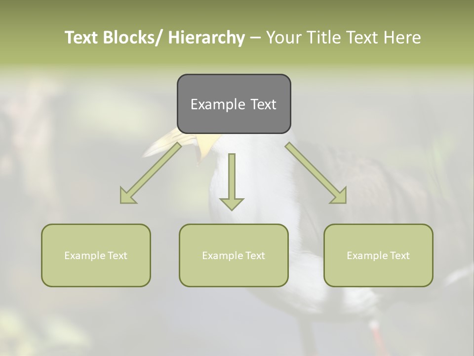 Masked Plover Plover Walking PowerPoint Template