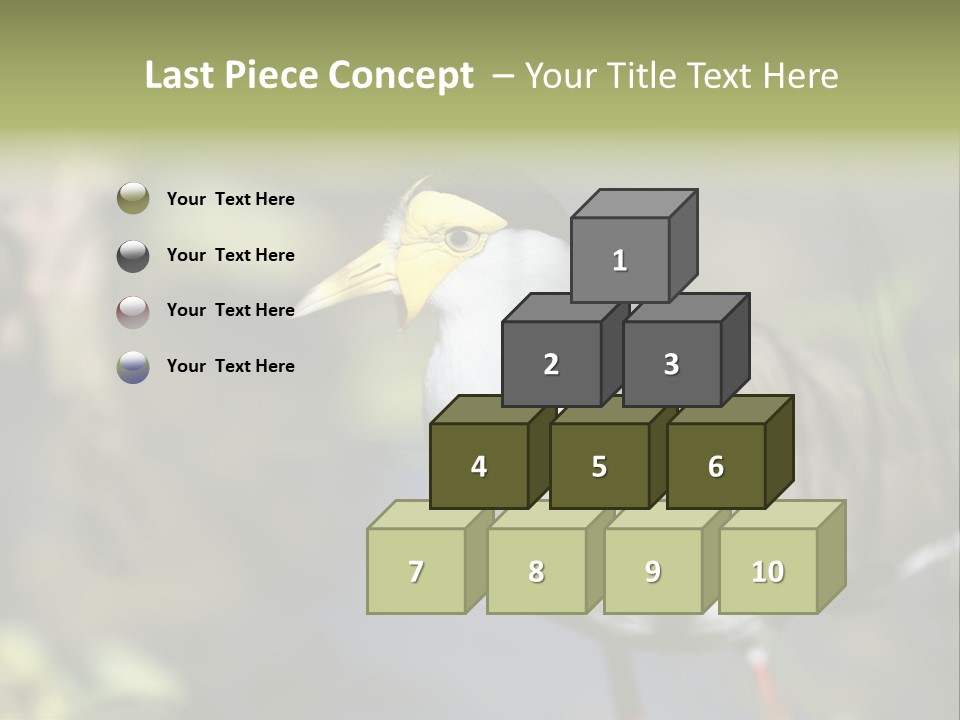 Masked Plover Plover Walking PowerPoint Template