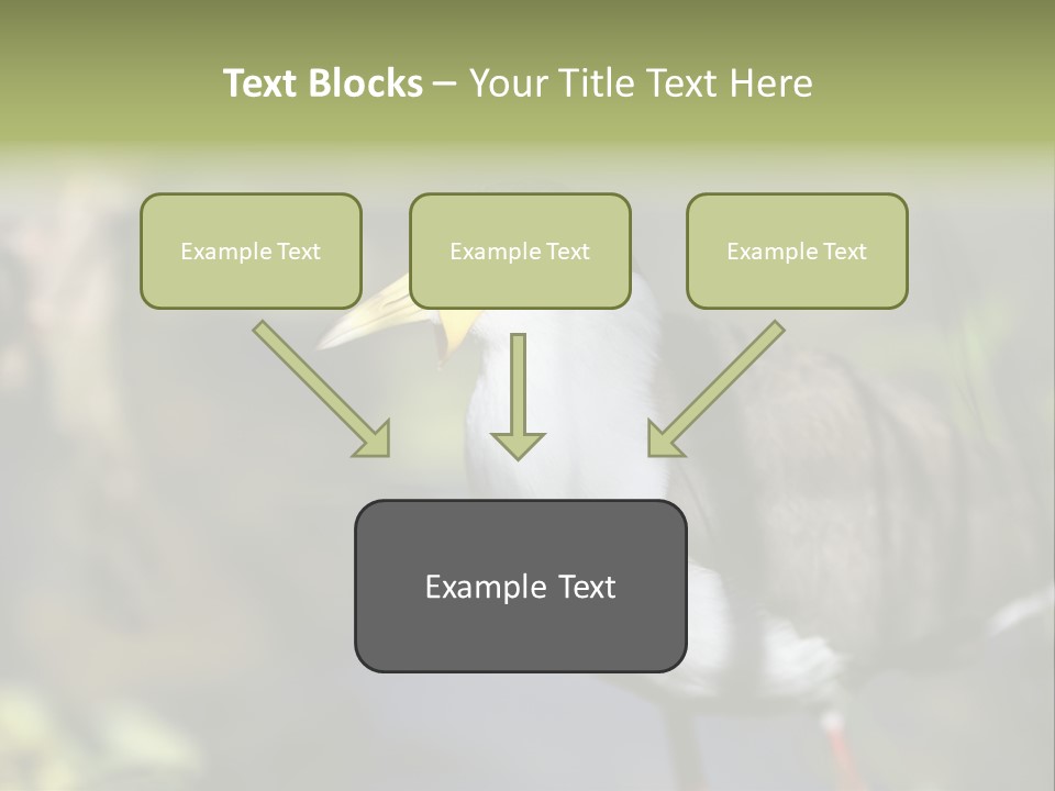 Masked Plover Plover Walking PowerPoint Template