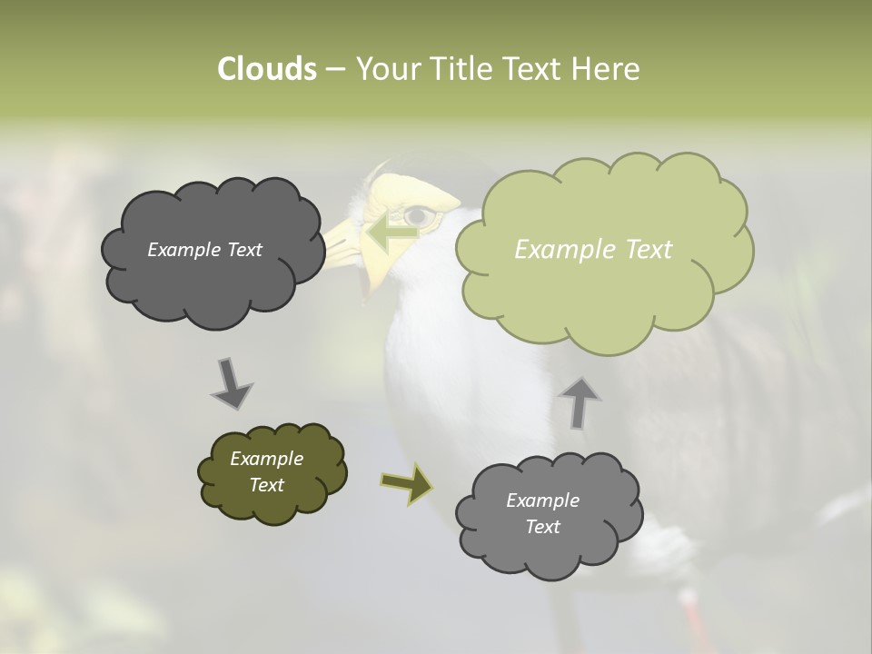 Masked Plover Plover Walking PowerPoint Template